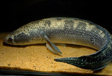 Channa marulius