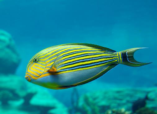 Acanthurus lineatus