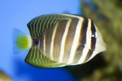 Zebrasoma veliferum