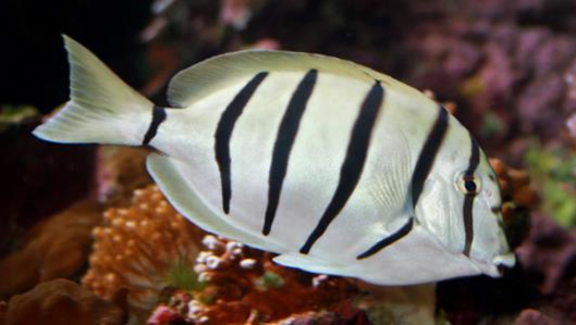 Acanthurus triostegus