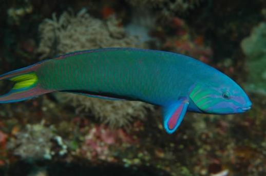 Thalassoma  Lunare