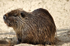 Myocastor coypus