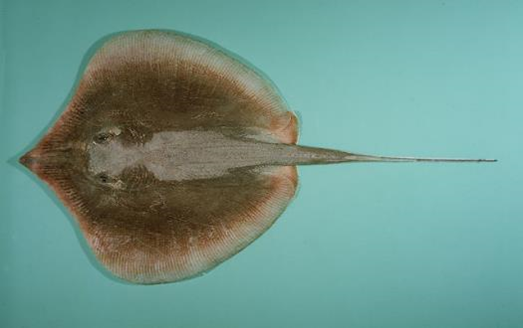 Brevitrygon imbricata