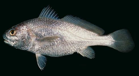 Johnius amblycephalus