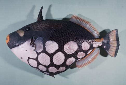 Balistoides Conspicillum
