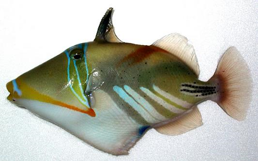 Rhinecanthus Aculeatus