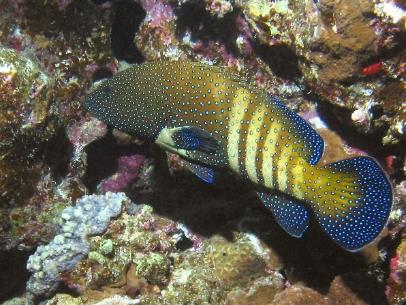 Cephalopholis argus