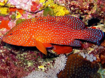 Cephalopholis miniata