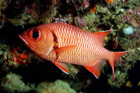 Myripristis berndti
