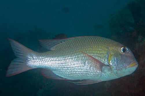 Monotaxis grandoculis