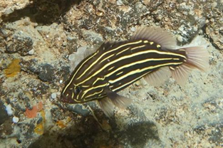 Grammistes sexlineatus
