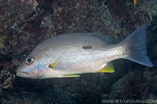Lutjanus monostigma