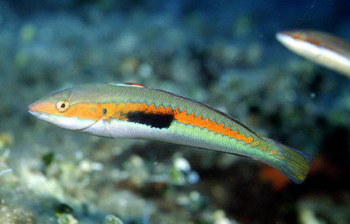 Epinephelus costae