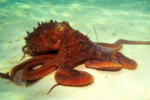 Octopus Vulgaris