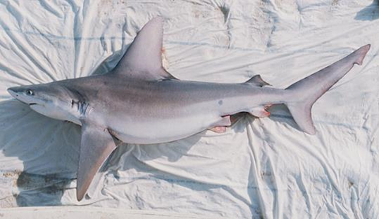 Carcharhinus plumbeus