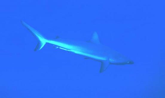 Carcharhinus amblyrhynchos