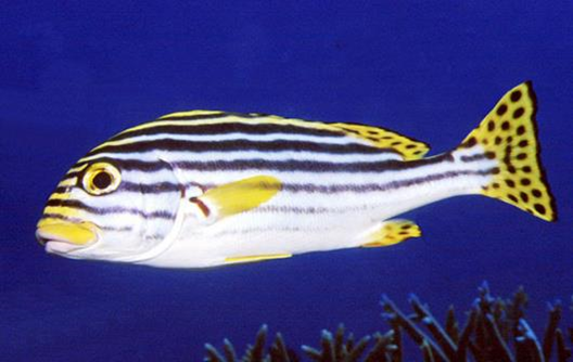 Plectorhinchus Vittatus