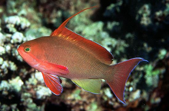 Pseudanthias squamipinnis