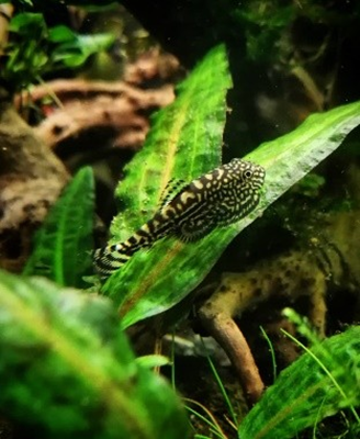 Pseudogastromyzon cheni
