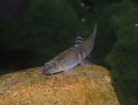 Sewellia lineolata