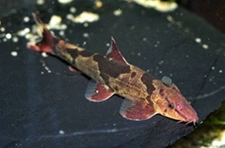 Schistura cf. balteata