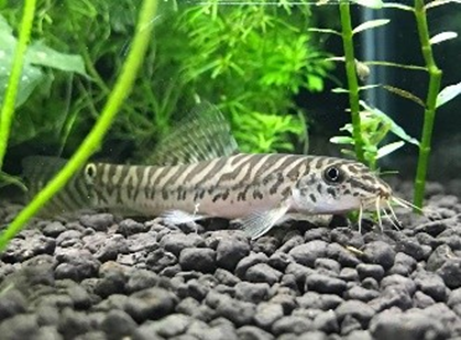 Aborichthys elongatus