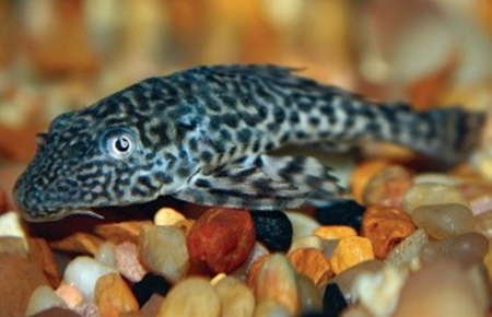 Acanthocobitis botia