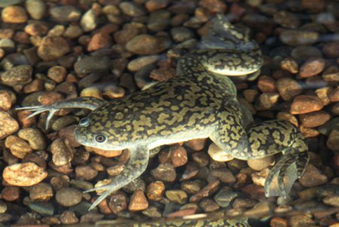 Pterygoplichtys gibbiceps