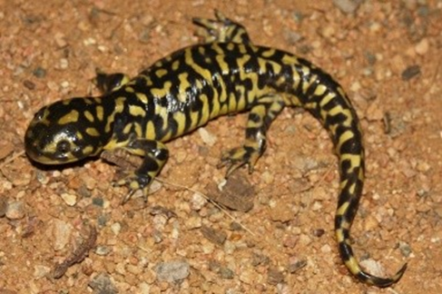 Ambystoma mexicanum