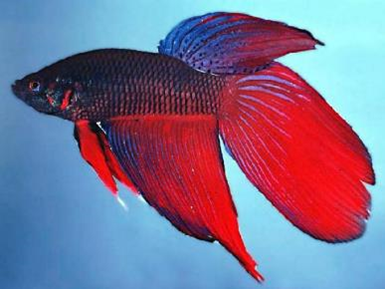 Betta splendens