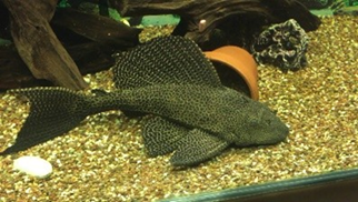 Hypostomus plecostomus