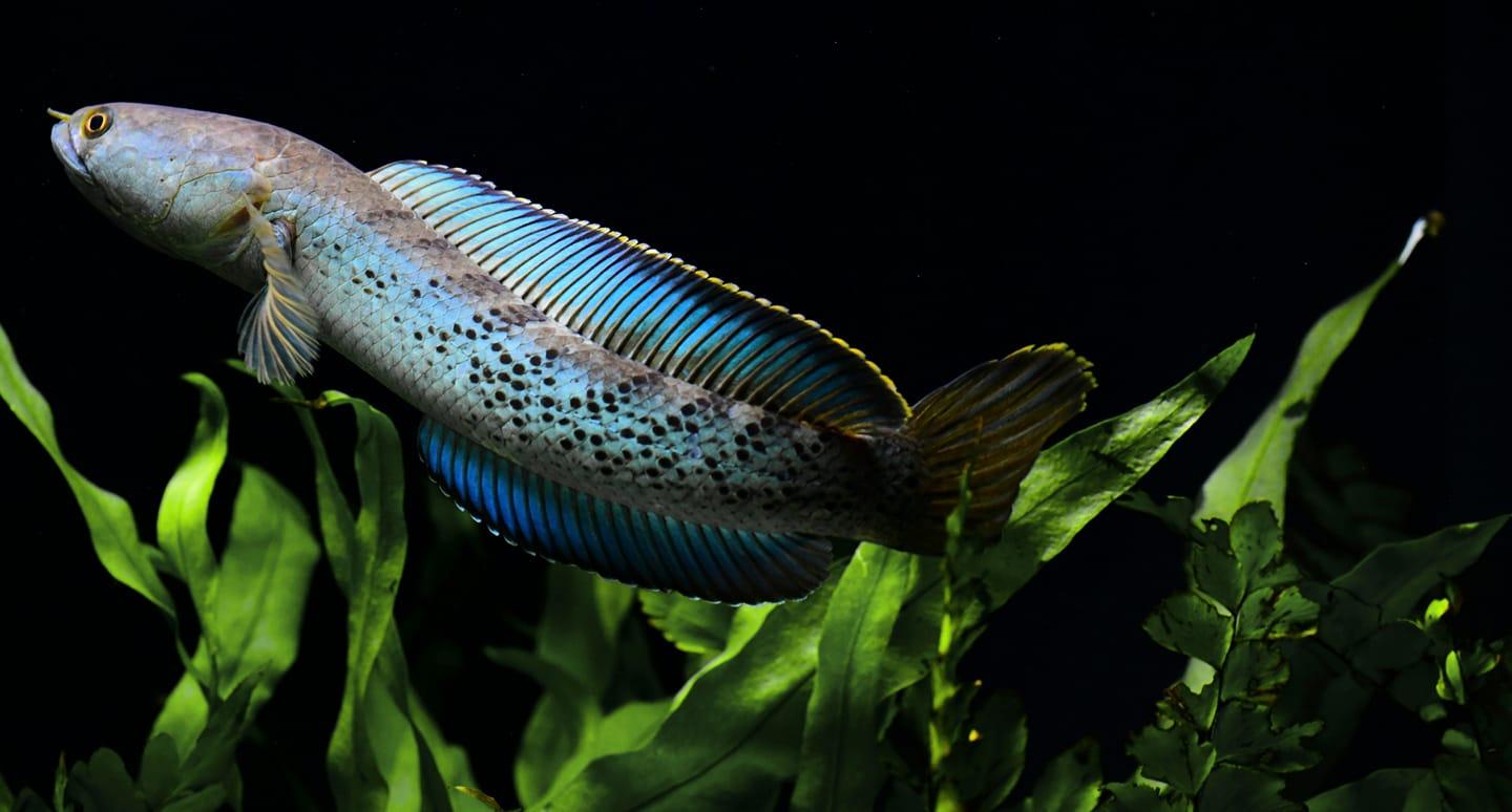Channa stewartii