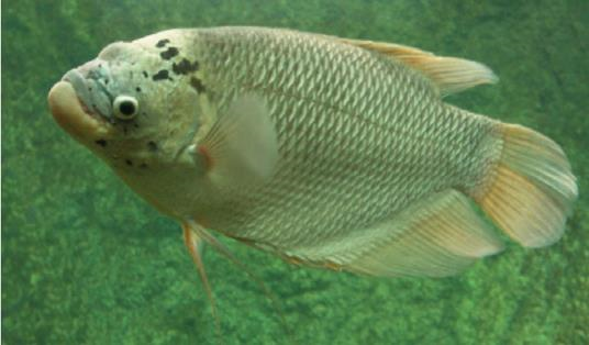 Osphronemus gourami