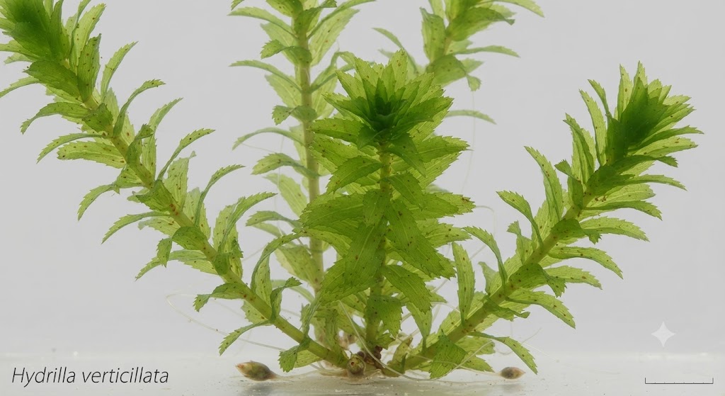 Hydrilla verticillata