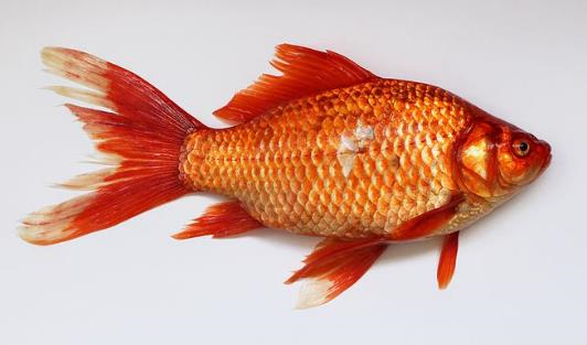 Carassius auratus