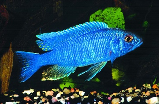 Sciaenochromis ahli