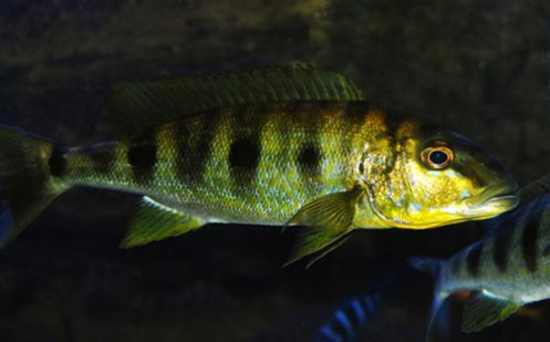 Boulengerochromis microlepis