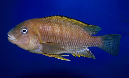 Petrochromis famula