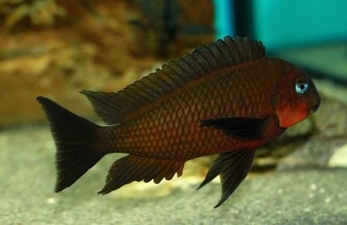 Petrochromis trewavasae