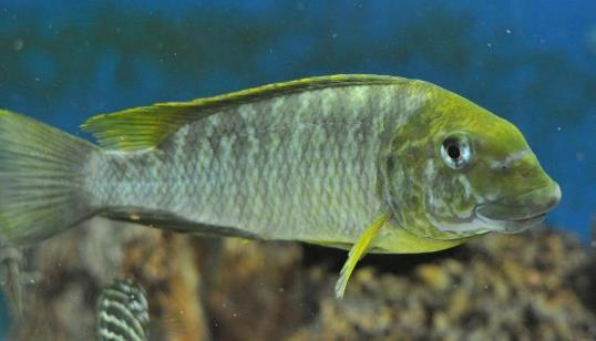 Petrochromis macrognathus