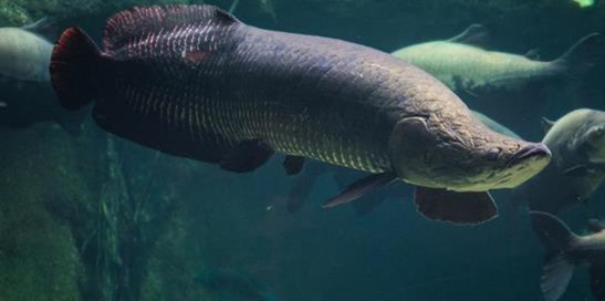 Arapaima gigas