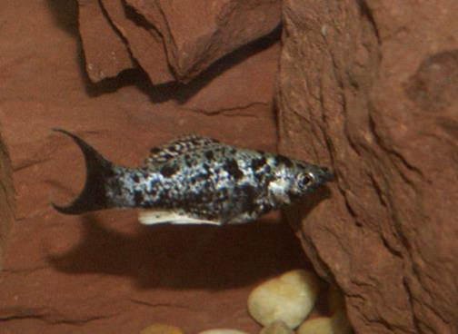 Poecilia latipinna