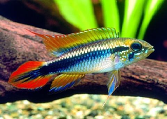 Apistogramma agassizii