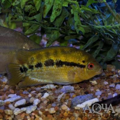 Herotilapia multispinosa