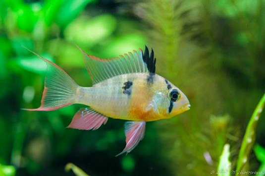 Mikrogeophagus altispinosus
