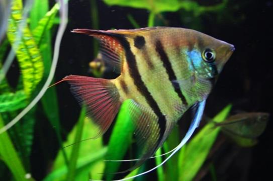 Pterophyllum leopoldi