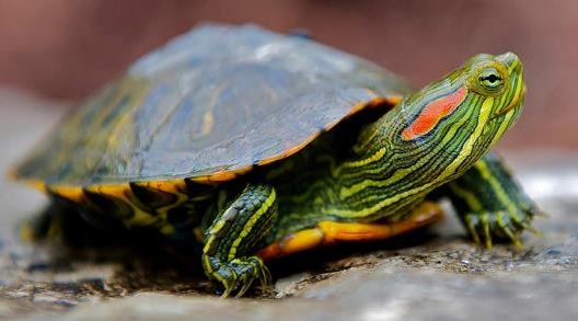 Trachemys Scripta