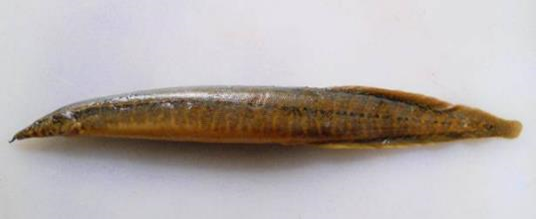 Macrognathus fasciatus