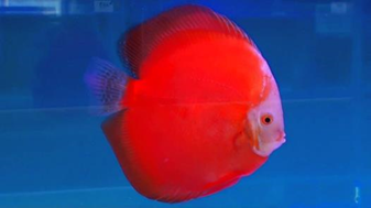 Symphysodon discus