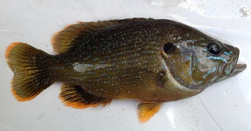 Lepomis cyanellus